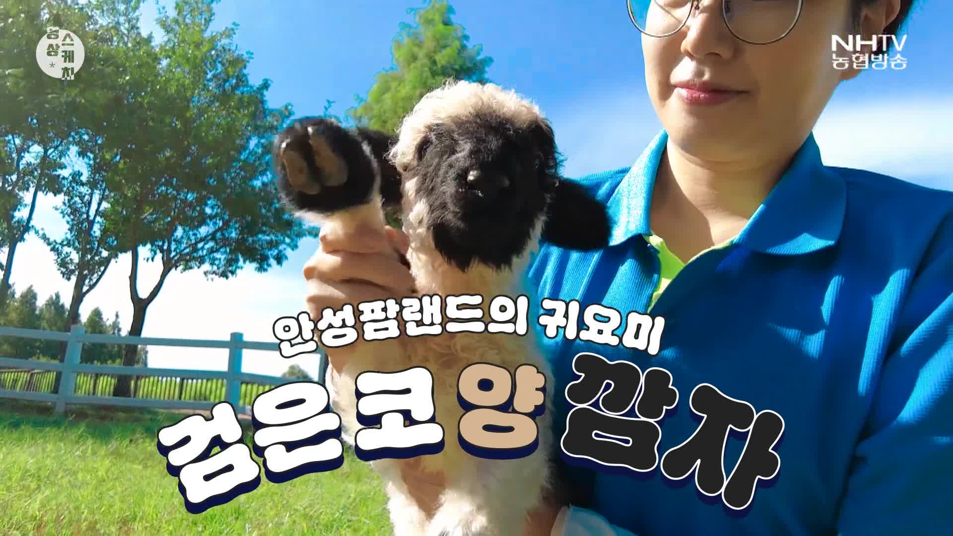 영상스케치 - 검은코 양 깜자