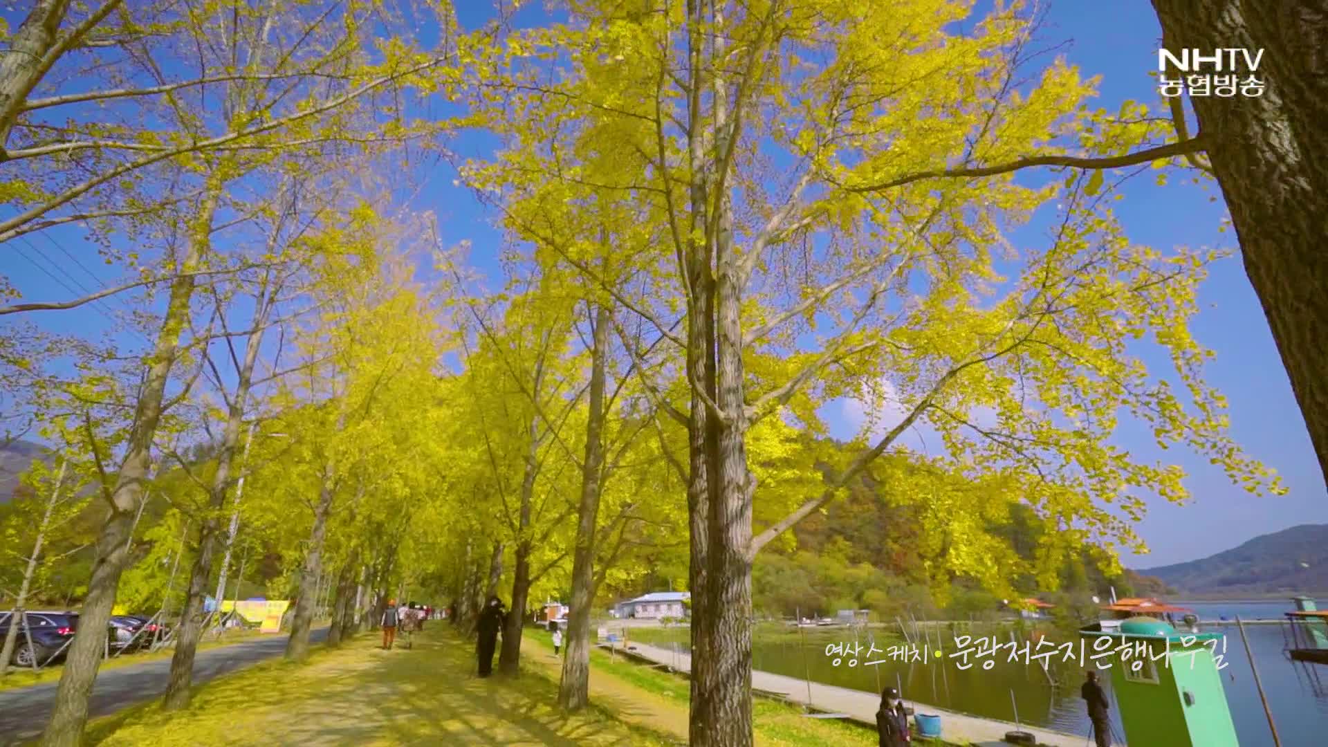 영상스케치 - 문광저수지 은행나무길