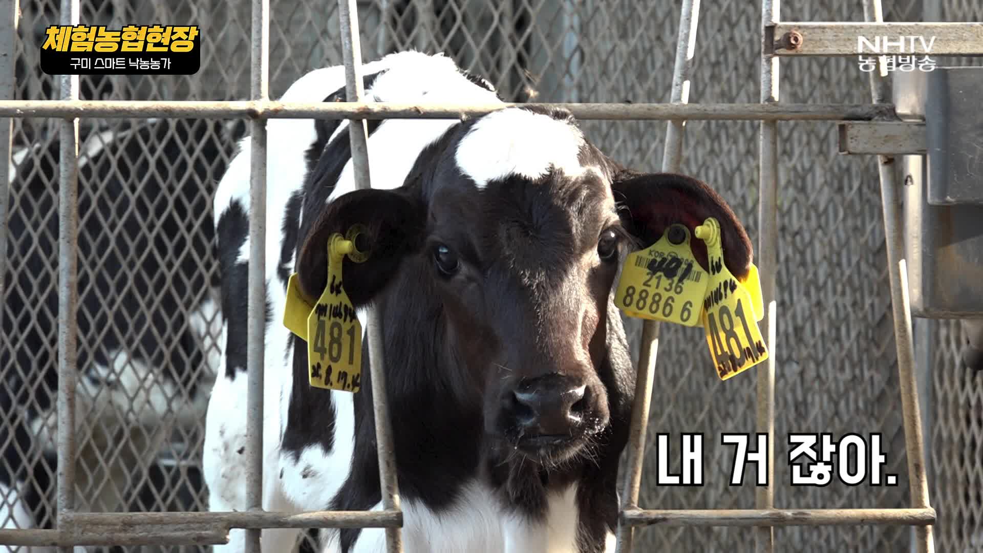 체험농협현장 - 구미 스마트 낙농농가