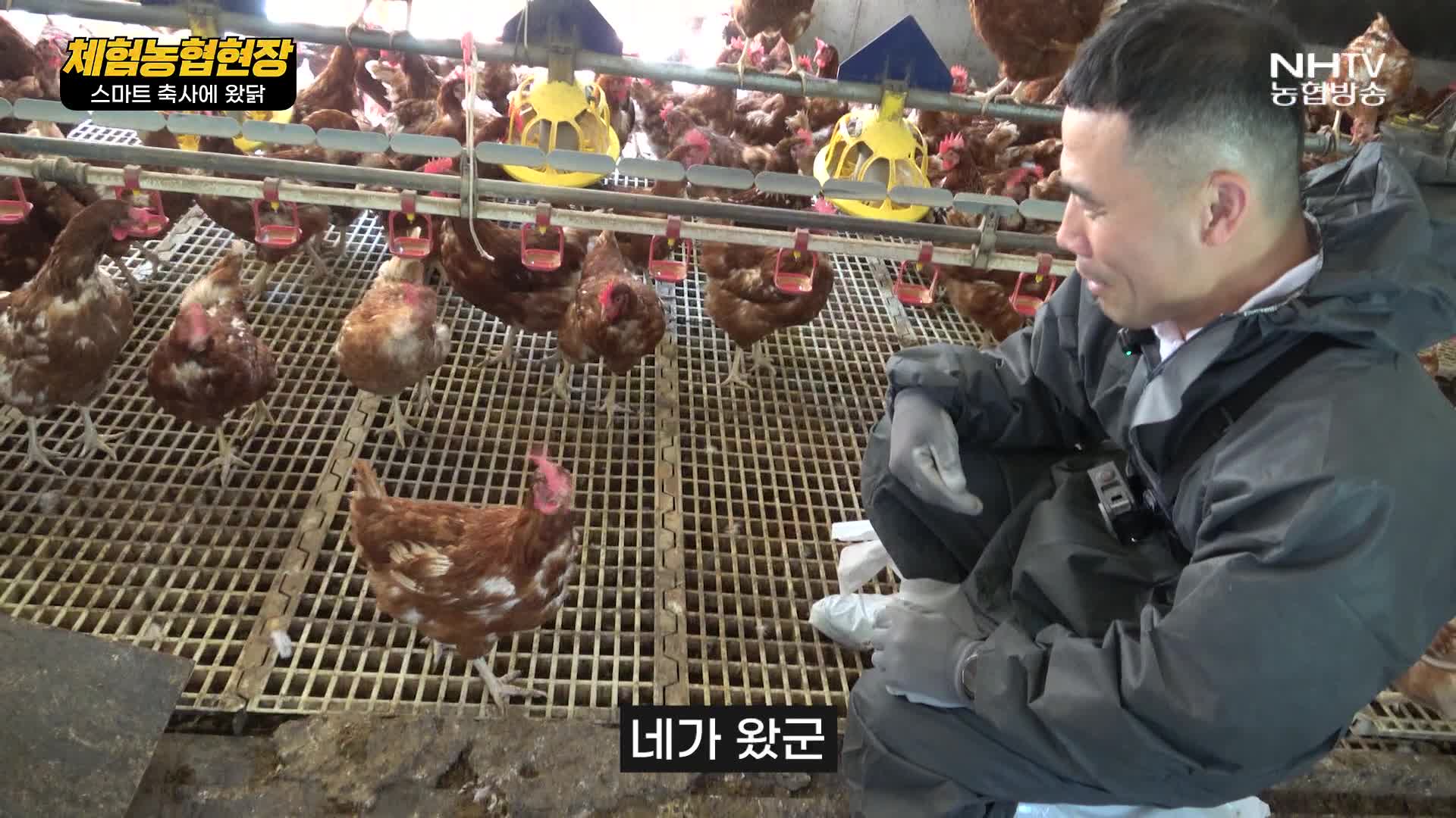 체험농협현장 - 스마트 축사에 왔닭